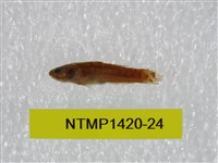 藏品(泰加拉鯔鰕虎魚)的圖片